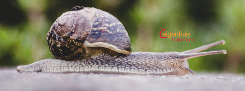 Slakken en kit Eigenhuis Schilderplan